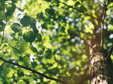 Tree with sun shining through its leaves